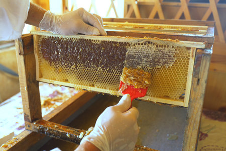 The beekeeper uses a special fork to print honeycombs. Close-up. Beekeeping.