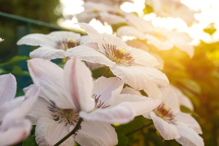 Floral background. Clematis flowers bloom in the flowerbed.の写真素材