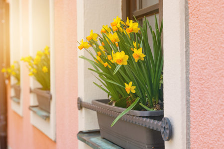Floral background. On the window there is a flowerbed with yellow daffodils blooming.の写真素材