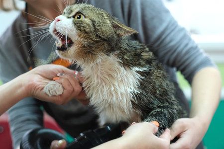 A woman holding a cat with its mouth open in this candid moment of interaction between human and pet.の写真素材