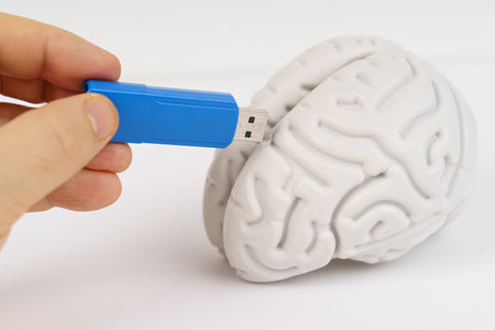 A hand is shown holding a USB stick up to a small model of a brain, indicating a connection between technology and neuroscience.の写真素材