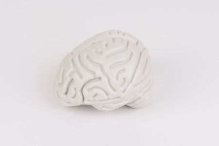 A three-dimensional white model of the human brain is displayed against a clean, uncluttered backdrop, emphasizing its intricate textures and grooves.の写真素材