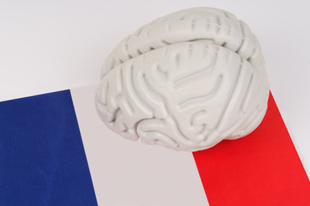 A plastic brain model is placed on top of the French flag. The image shows the brain against a...