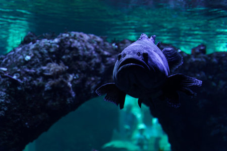 A large blue fish with bright colors swims gracefully in a spacious aquarium filled with clear...