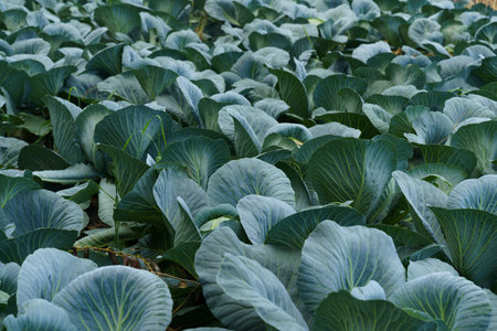 A vast field of green cabbages thrives in the early morning, with dew still fresh on their broad...
