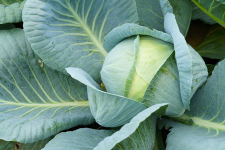 A healthy head of cabbage is shown growing in a well-tended garden, surrounded by rich soil and vibrant green leaves.の写真素材