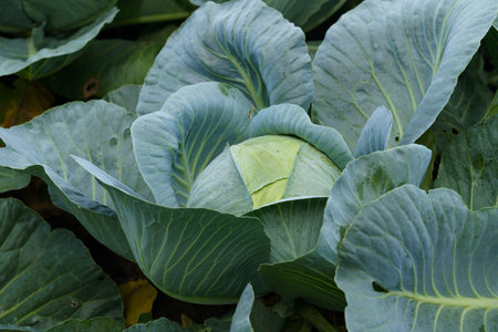 A close-up view of a vibrant cabbage head sprouting among lush leaves in a vegetable garden.の写真素材