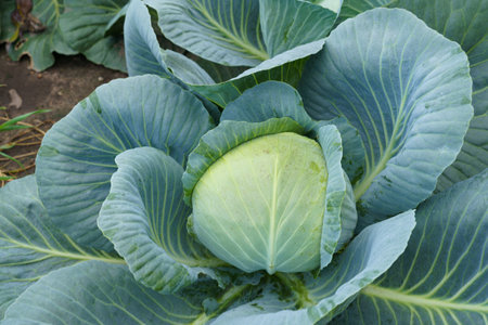 A healthy head of cabbage is shown growing in a well-tended garden, surrounded by rich soil and vibrant green leaves.の写真素材