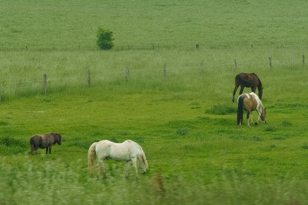 A group of horses peacefully graze on a vibrant green field.の写真素材