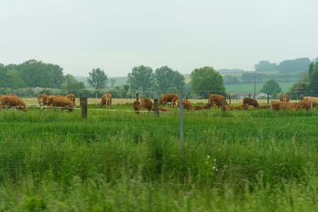 A group of brown cattle grazing on a vibrant green field.の写真素材