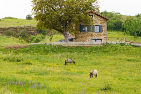 A couple of horses standing peacefully in a lush green grass field.の写真素材