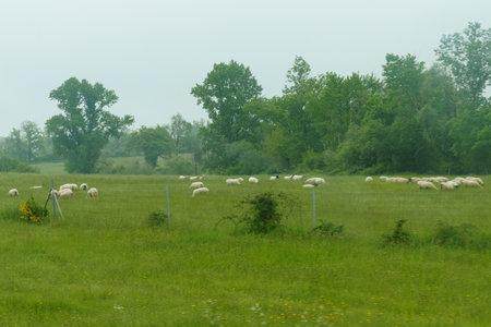 A group of sheep peacefully grazing on vibrant green grass in a foggy field.の写真素材