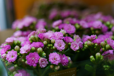A collection of pink flowers Kalanchoe arranged neatly in a vase.の写真素材