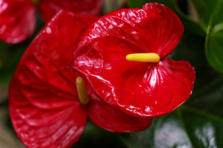 A detailed view of vibrant red flowers Anthurium blooming in a pot, showing their intricate petals...