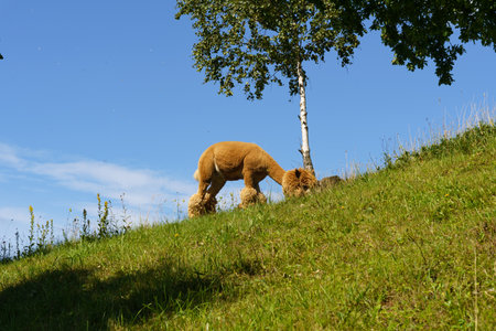 A lama surveys the surroundings from atop a sunlit hillside beside a solitary tree, its fur glowing in the sunshine.の写真素材