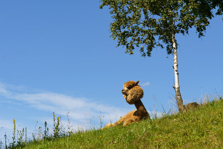 A lama lies contentedly on a lush, grass-covered hill, with a birch tree and vast blue sky above.の写真素材