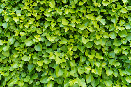 Detailed view of a green ivy wall with textured bushes and leaves in the background.の写真素材