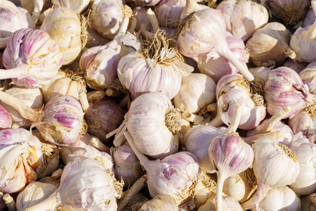 A large pile of freshly harvested garlic bulbs is shown in natural light, highlighting their textures and natural white and purple hues.の写真素材