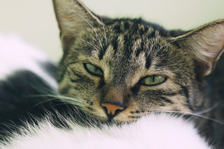 A tabby cat lies comfortably, its green eyes partially closed, enjoying a tranquil moment. The soft fur of a nearby blanket adds to the serene atmosphere of the living space.の写真素材