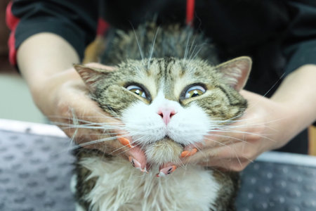 A fluffy cat is carefully being washed with gentle shampoo while being held by its groomer. The cat's expressive face shows a mix of curiosity and surprise during the bath.の写真素材