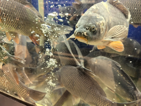 A lively display of various fish species moves gracefully through a clear aquarium filled with bubbles. The underwater scene captures the beauty and diversity of aquatic life.の写真素材