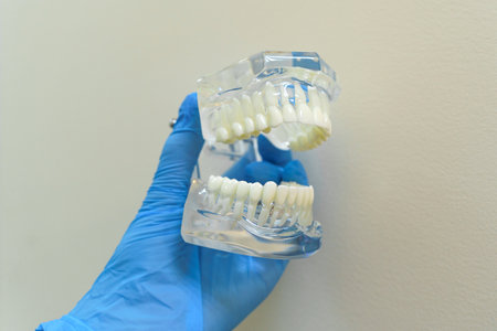 A close-up view of a dental model featuring immaculate teeth held in a gloved hand. The model...