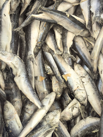 A lively morning at the local market showcases an array of freshly caught fish piled high, their...
