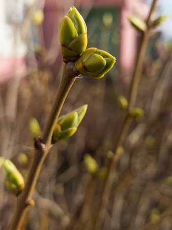 New buds are emerging on slender branches, signaling the arrival of spring in a tranquil garden. Sunlight gently illuminates the fresh green shoots, bringing life to the landscape.の写真素材