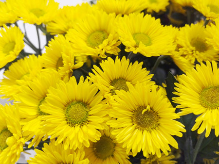 A lush display of bright yellow flowers fills the garden, bathed in warm sunlight. The petals shimmer, attracting bees and emphasizing the fresh atmosphere of spring.の写真素材