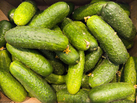 A bountiful collection of fresh green cucumbers is neatly arranged in a cardboard box, showing off their crisp texture and rich color. Perfectly harvested, they are ideal for a variety of dishes.の写真素材