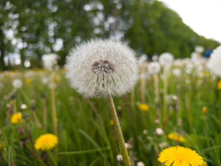 A dandelion puff stands tall in a vibrant green meadow. The sunlight illuminates its delicate seeds, creating a whimsical atmosphere as they sway softly in the spring wind.の写真素材