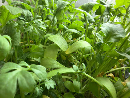Small and lush microgreens flourish in a bright indoor garden, showing a variety of greens. This vibrant collection reflects the joy and nourishment of home gardening.の写真素材
