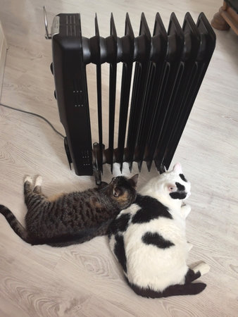 Two adorable cats nestle closely together, seeking warmth from the heater. The setting is a cozy indoor space where they enjoy a peaceful moment during a cold day.の写真素材
