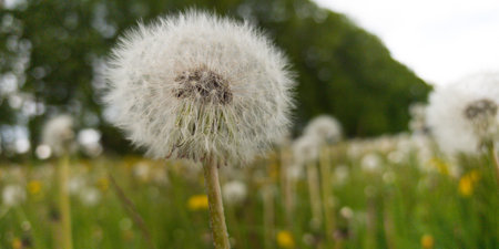 A dandelion puff stands tall in a vibrant green meadow. The sunlight illuminates its delicate seeds, creating a whimsical atmosphere as they sway softly in the spring wind.の写真素材