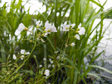 White flowers sway gently in the breeze, flourishing among vibrant green grass near calm water. The serene environment reflects nature's beauty, inviting tranquility and peace.の写真素材
