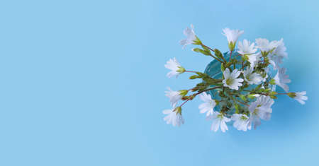 White flowers with water drops on a blue background, top view with horizontal orientation copy...