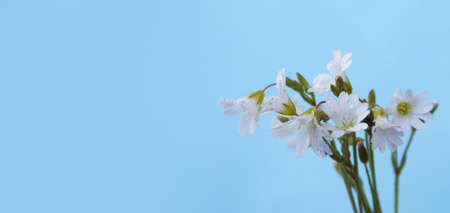 White flowers with water drops on a blue background with horizontal orientation copy space.の写真素材