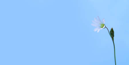 White flower one thing on a blue background with copy space.