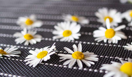 many white daisies on a black background with white stripes top view. laid out randomlyの写真素材