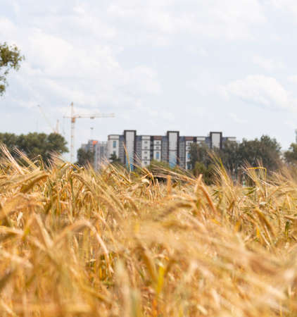ears of wheat, rye field against the background of the urban landscape on a sunny day.の写真素材