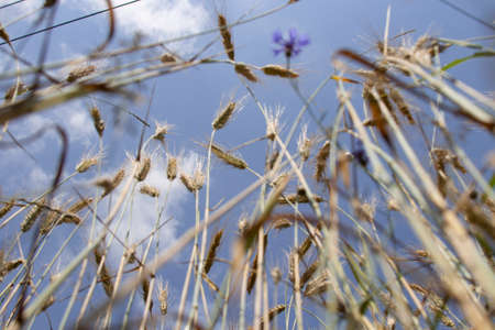ears of wheat against the blue sky. View from below. Photos from the ground.