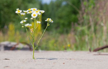 White daisy flower growing through a crack in concrete. The concept of the greatness of nature and ecology.の写真素材