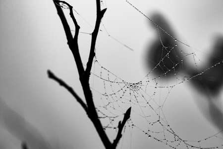 Sprig with cobwebs and dew drops in the morning. Black and white image.selective focus.の写真素材