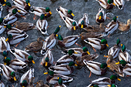 Ducks in a winter reservoir gathered in a flock