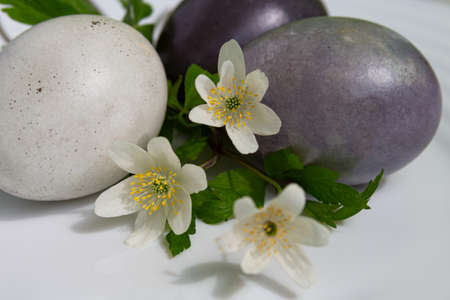 Beautiful dark Easter eggs and spring flowers on a white background, close-up in sunlightの写真素材