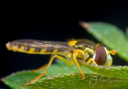 Sphaerophoria sp. (Syrphidae)