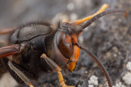 Real Asian wasp, also called Vespa velutina macro photographyの写真素材