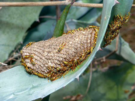 Big polistes galicus wasp nest