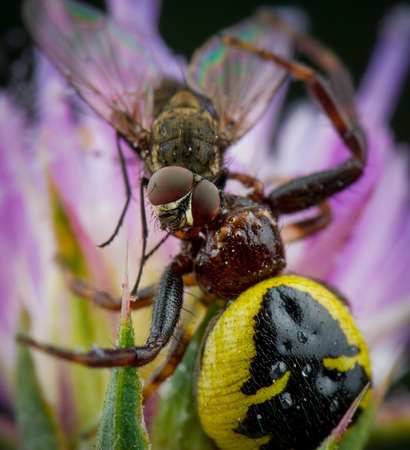 Little honey bee caught by spiderの写真素材