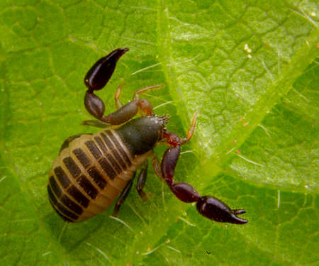 2 milimeters baby pseudo scorpion posing on a green leave